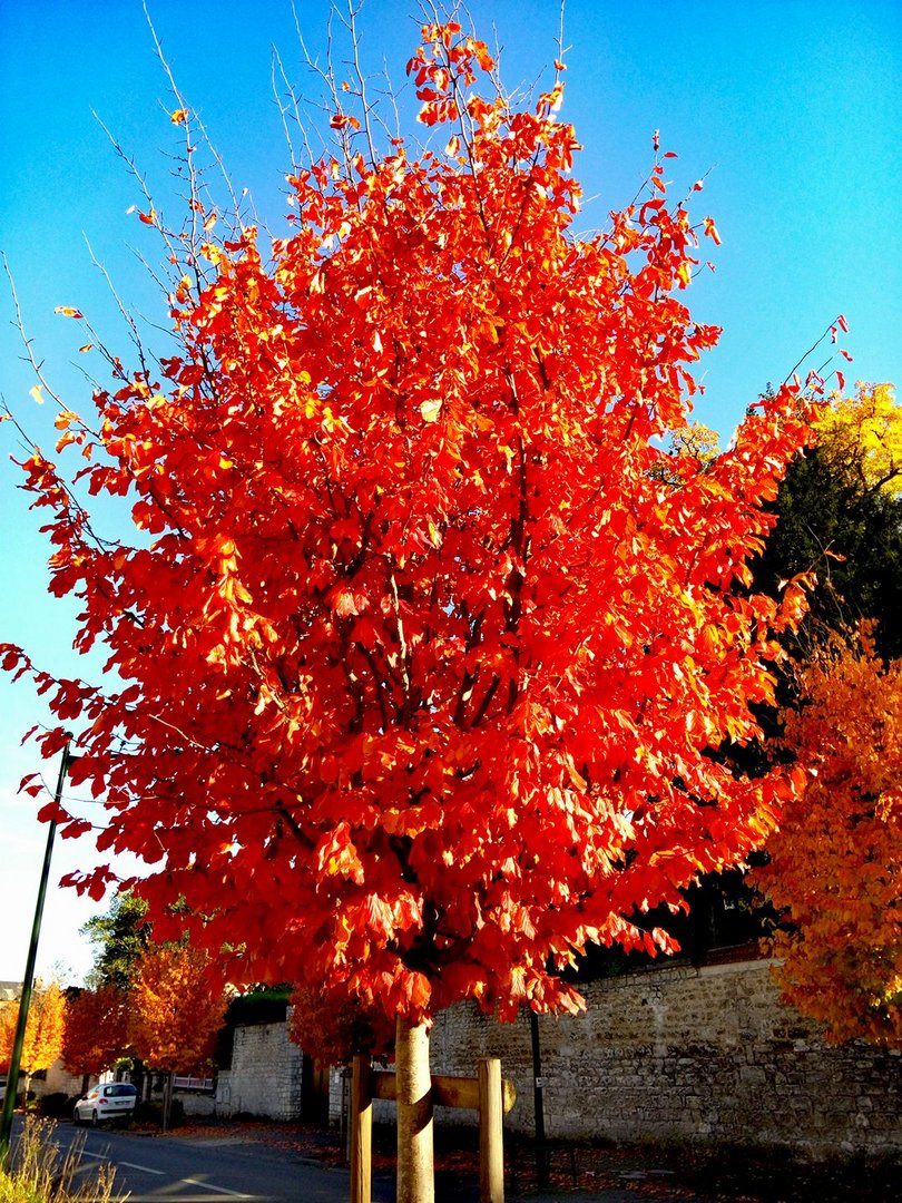 Automne à Vernon 