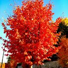 Automne à Vernon 