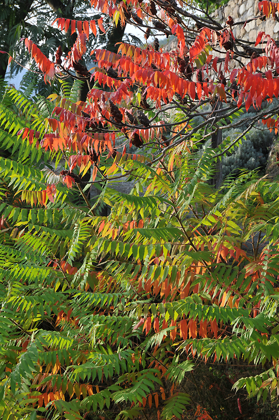 Automne ardéchois