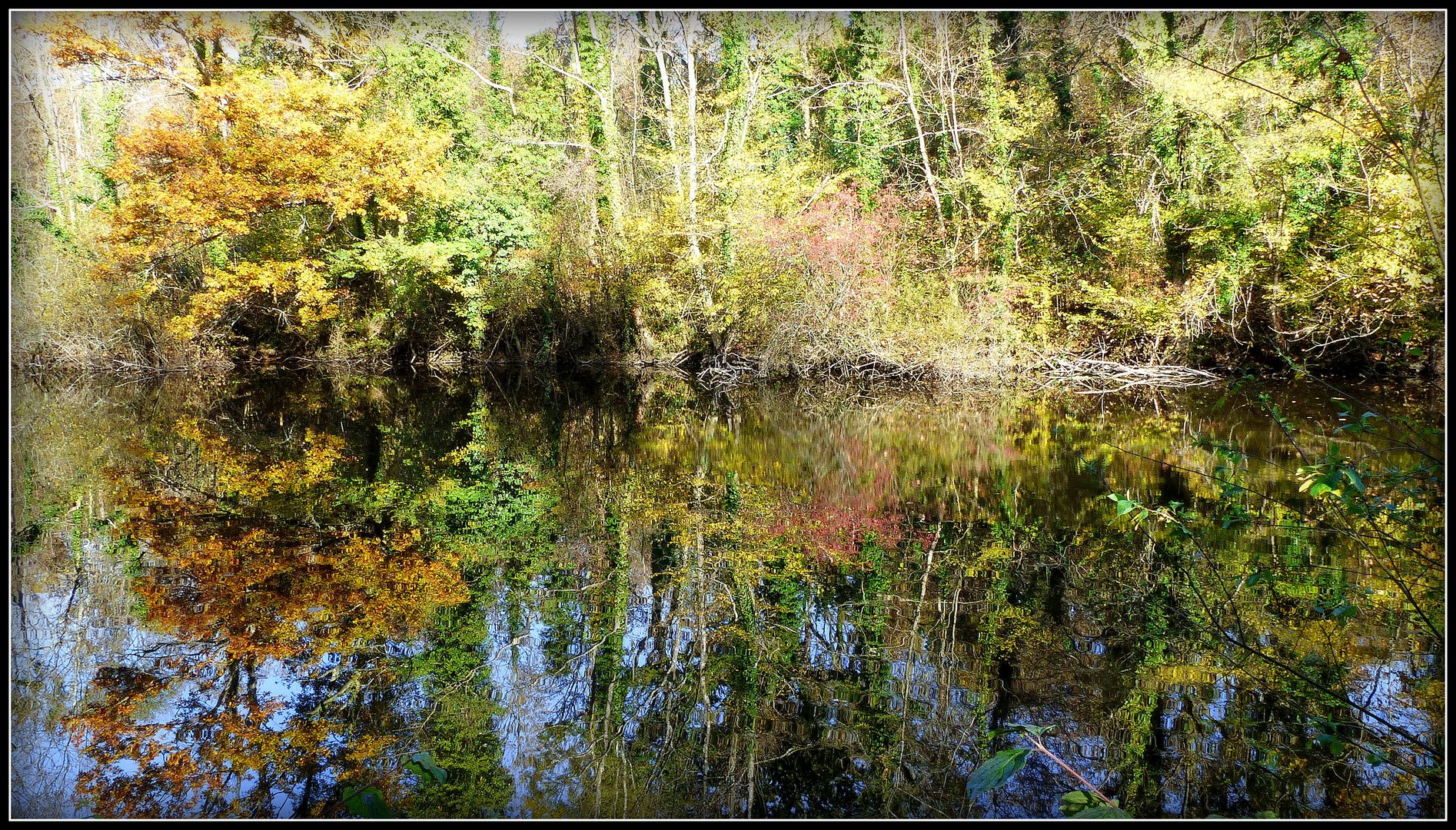 AUTOMNE  au Bois Notre Dame