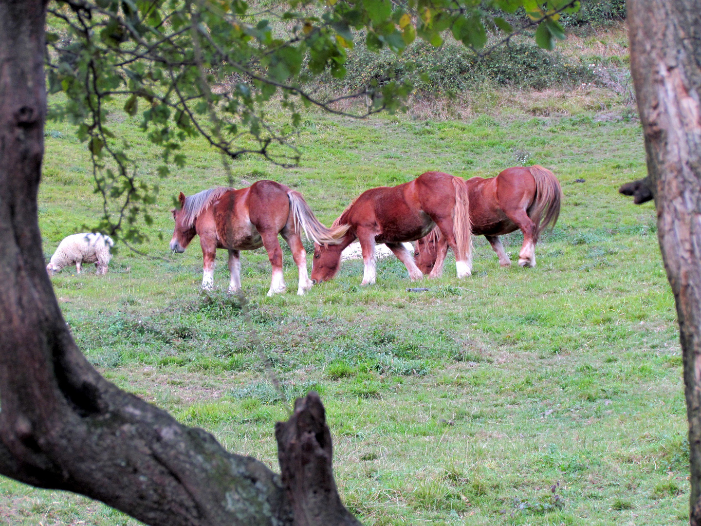 Automne au Pays Basque - Herbst am Pays Basque (Frankreich)