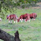 Automne au Pays Basque - Herbst am Pays Basque (Frankreich)