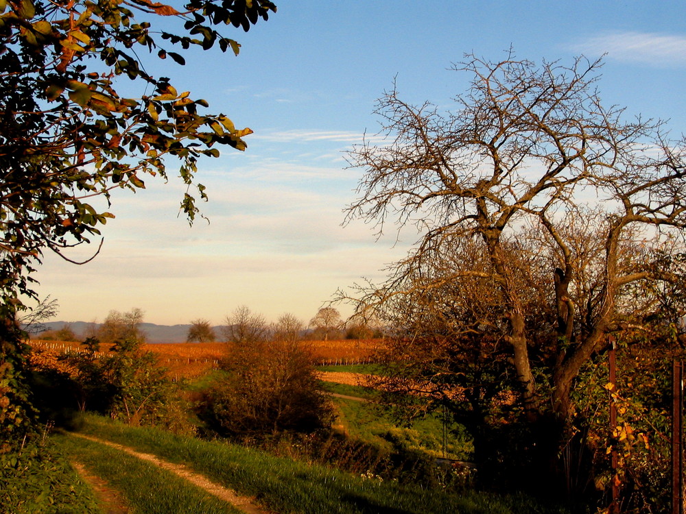 Automne au vignoble    - '7'