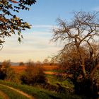 Automne au vignoble    - '7'