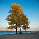 Automne aux bordes du Dnipro