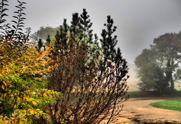 Automne brumeux