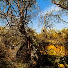 Automne camarguais