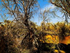 Automne camarguais