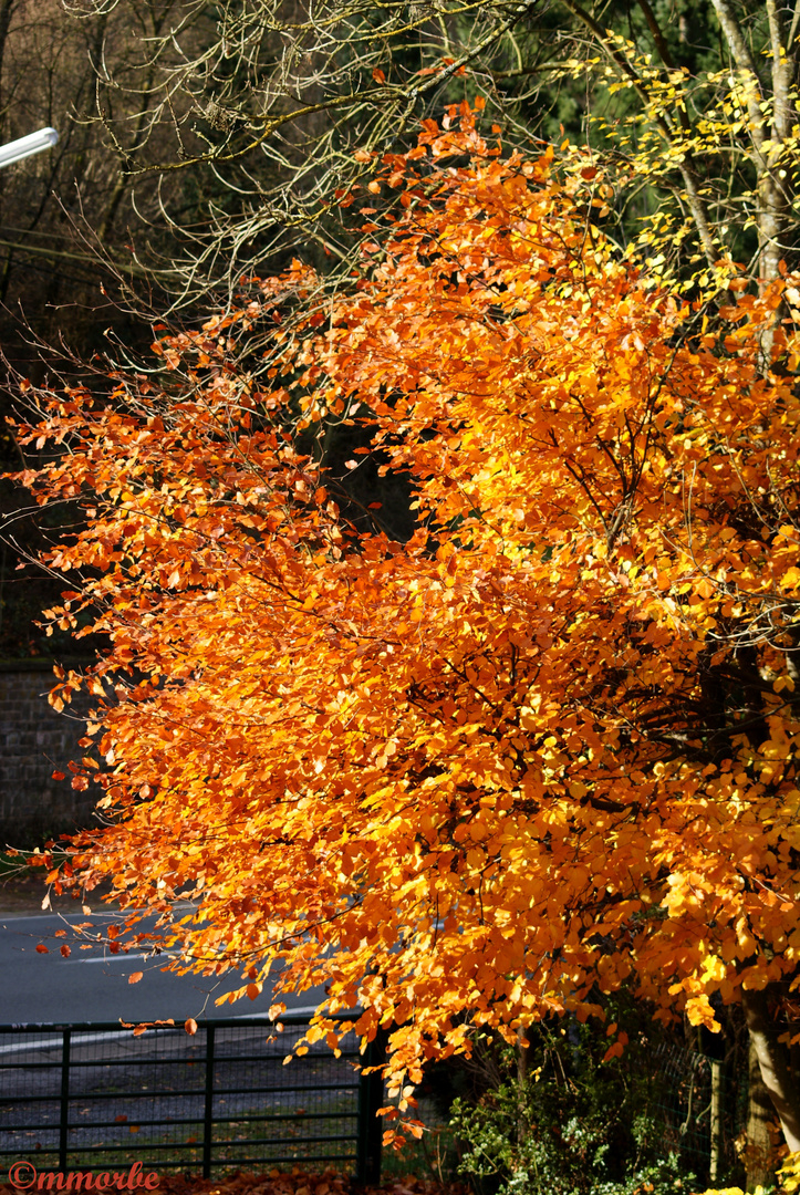 Automne cuivré