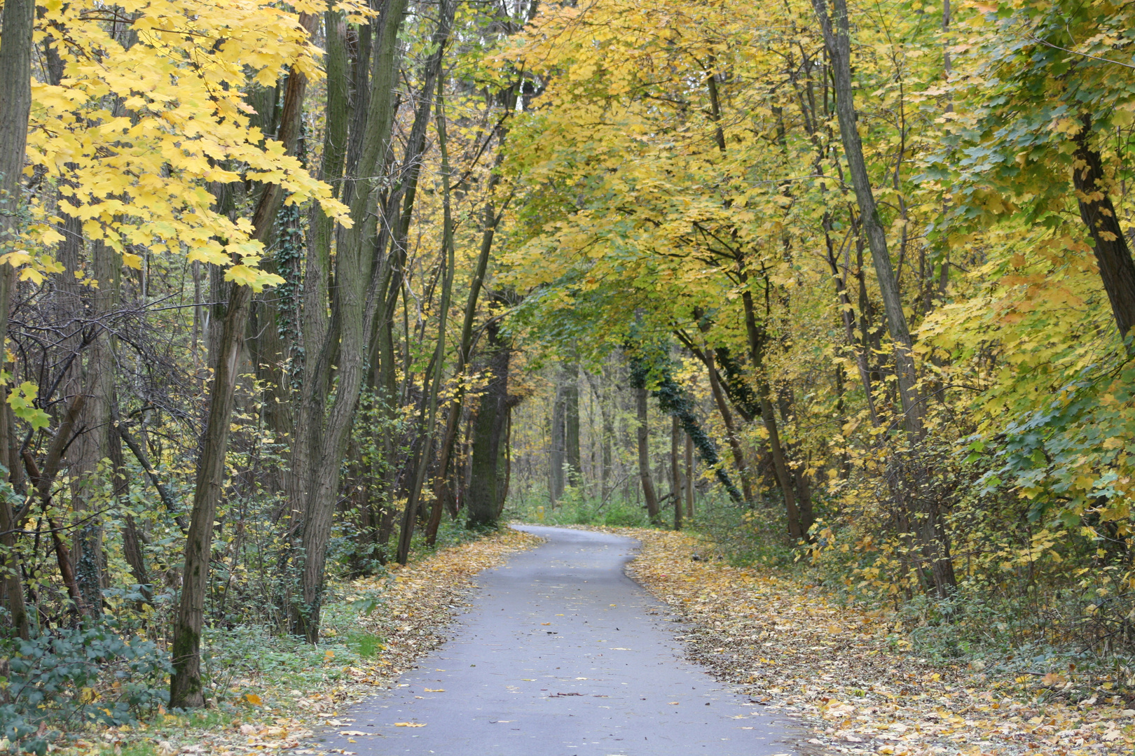 automne dans la forêt