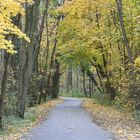 automne dans la forêt