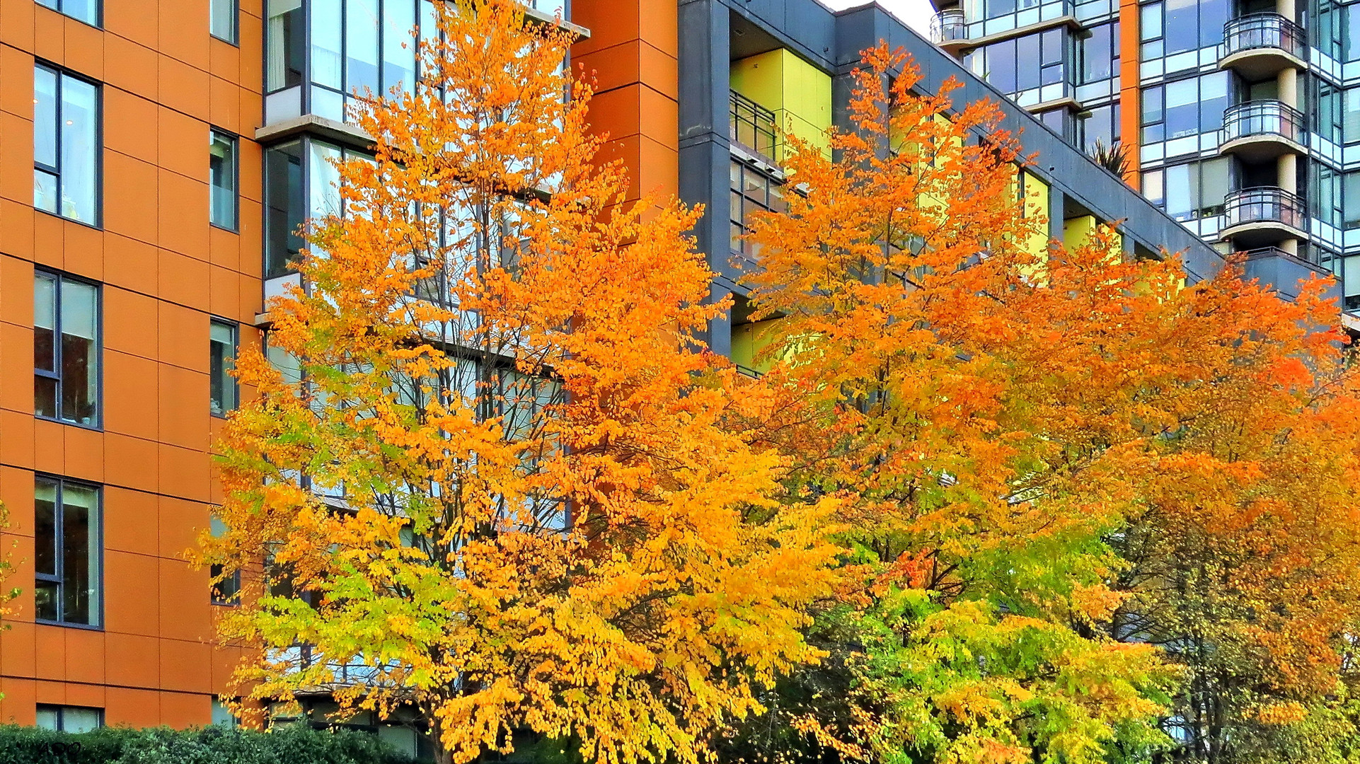 automne dans la ville