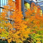 automne dans la ville