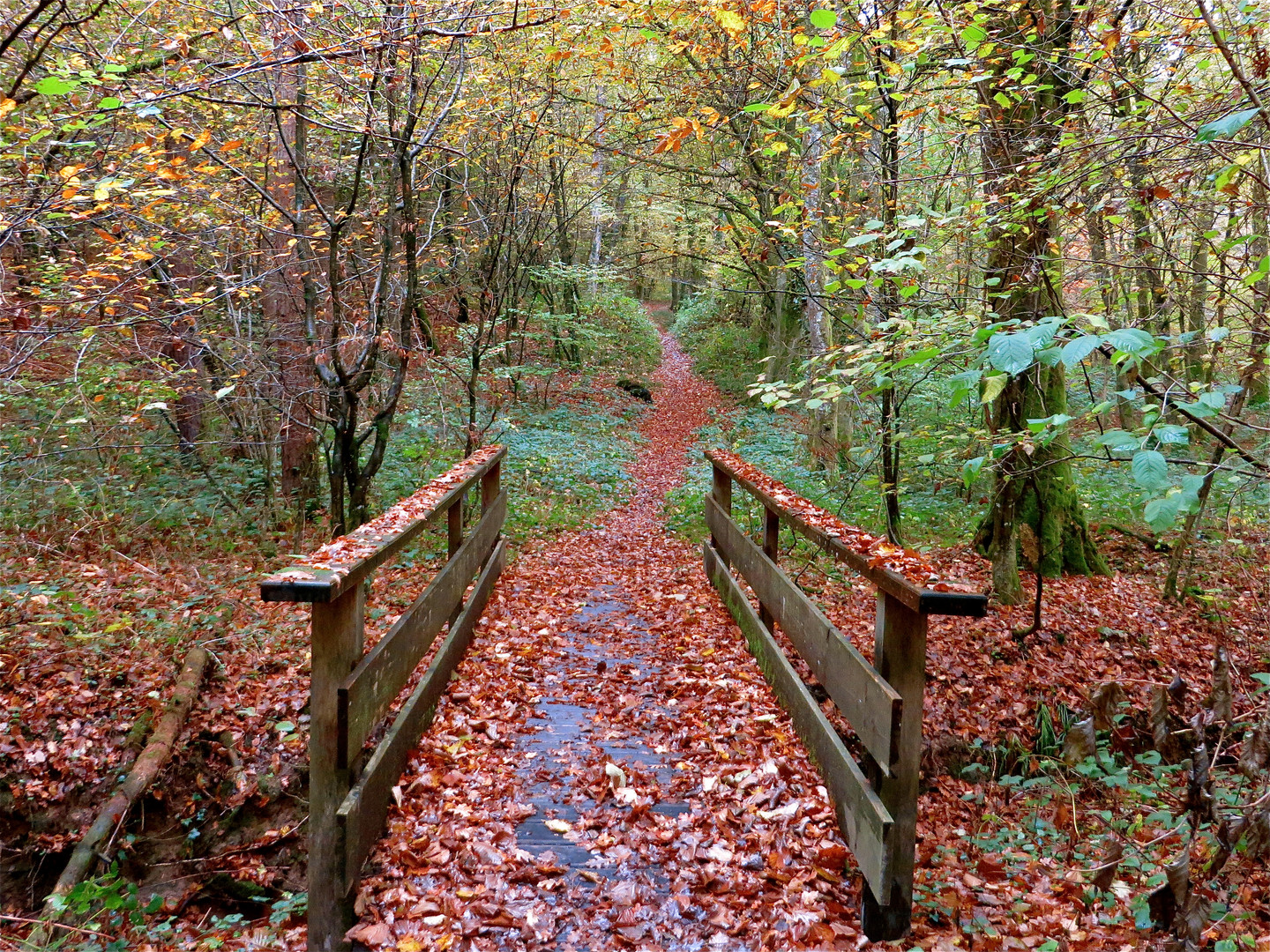 ...automne dans le forêt -1- !!!...