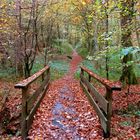 ...automne dans le forêt -1- !!!...