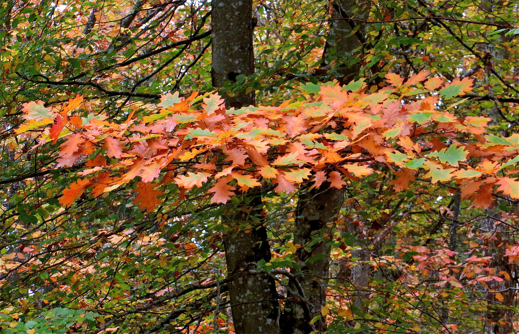 ...automne dans le forêt -2- !!!...