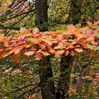 ...automne dans le forêt -2- !!!...