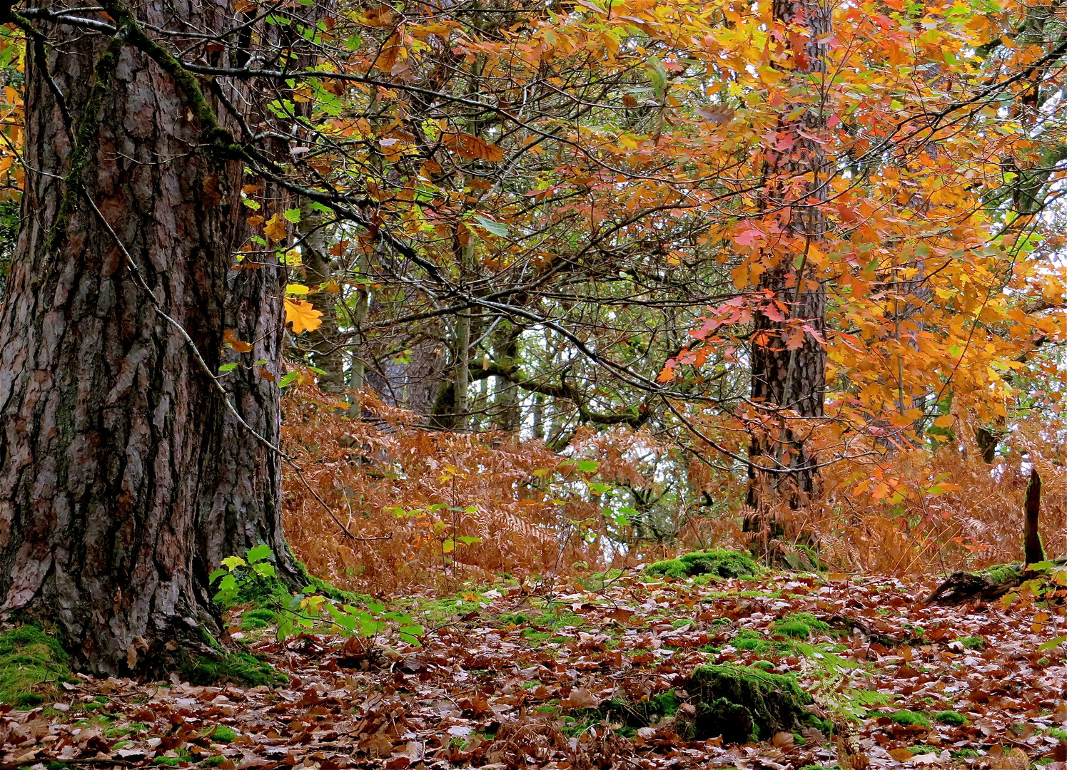 ... automne dans le forêt !!!...