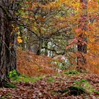 ... automne dans le forêt !!!...