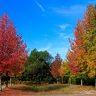 automne dans les Landes