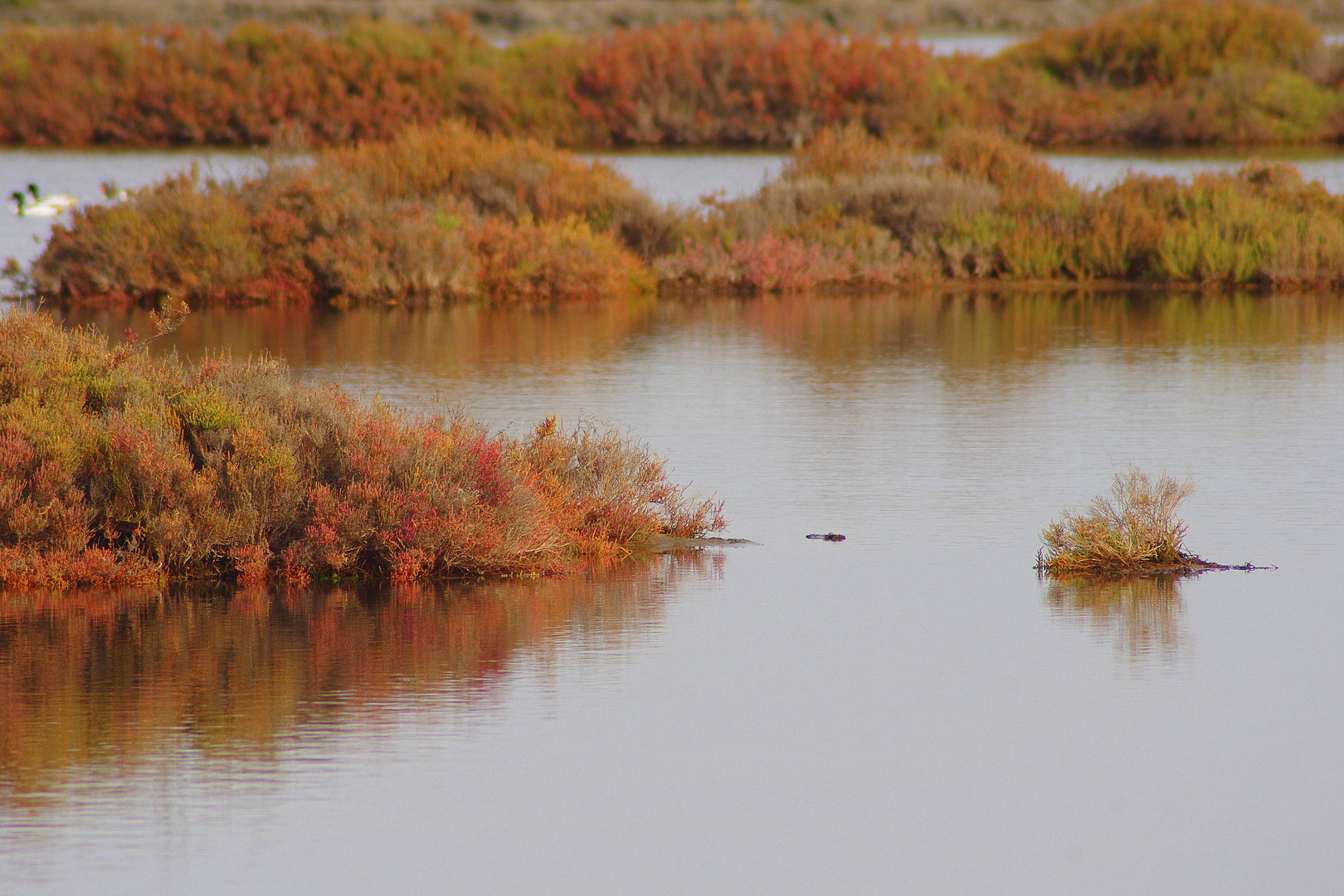 Automne dans les salins de Provence .... 