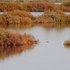 Automne dans les salins de Provence .... 