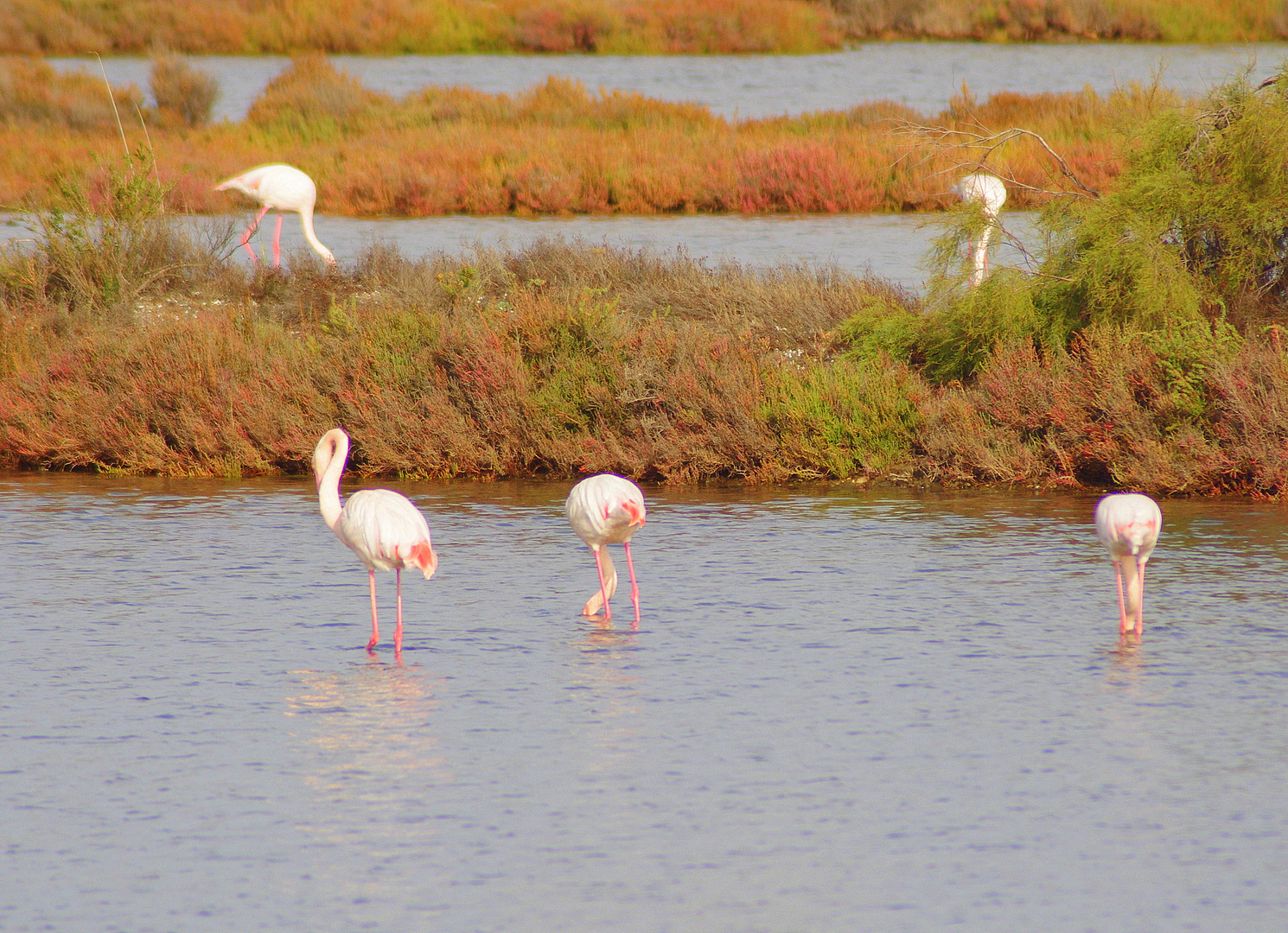 automne dans les Salins de Provence ... suite