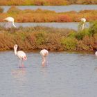 automne dans les Salins de Provence ... suite