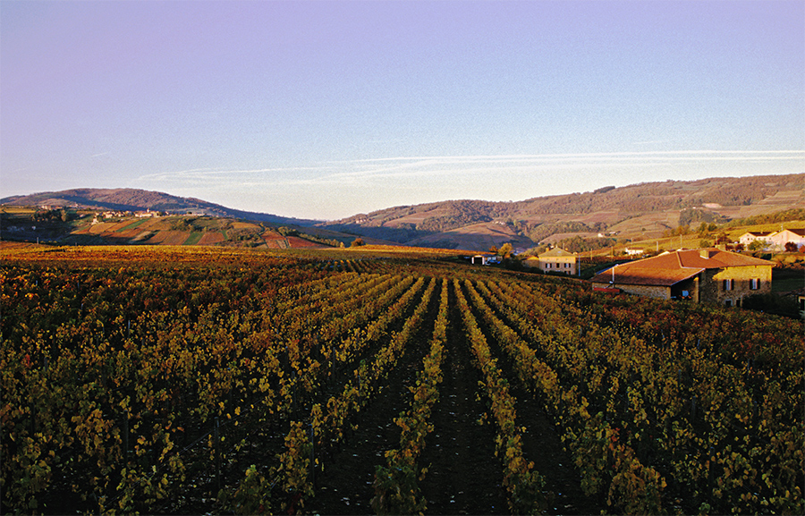 Automne dans les vignes du Beaujolais 1