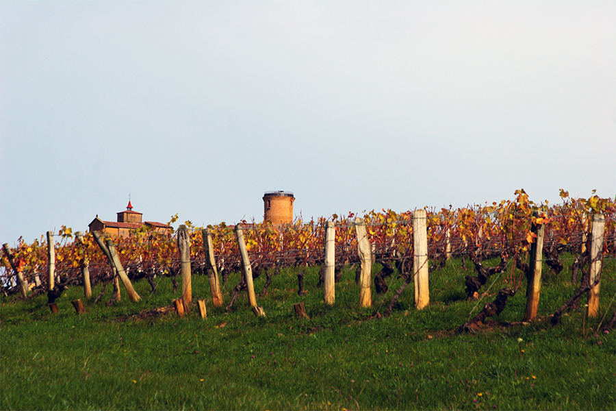 Automne dans les vignes du Beaujolais 2