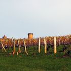 Automne dans les vignes du Beaujolais 2