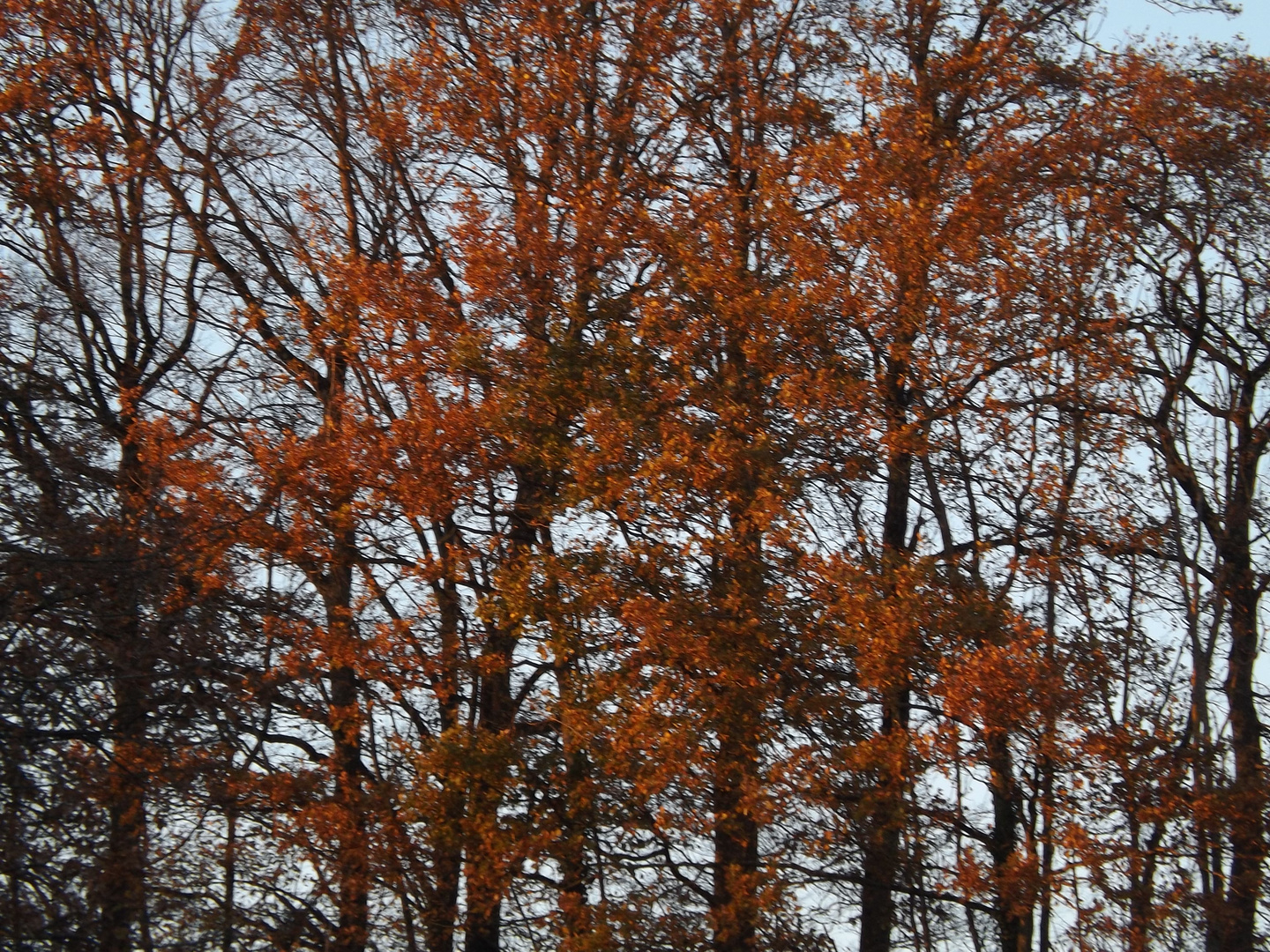 automne en Ardenne française