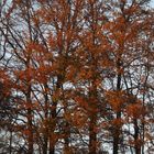 automne en Ardenne française