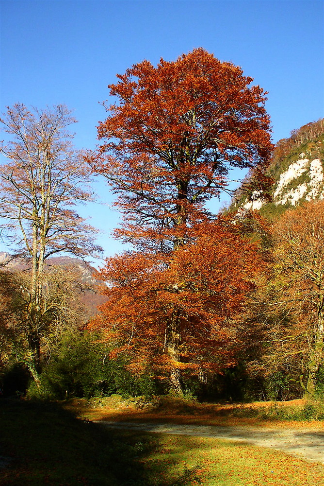 Automne en Béarn