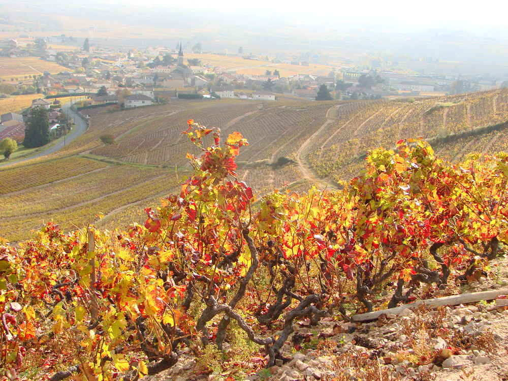 Automne en Beaujolais