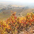 Automne en Beaujolais