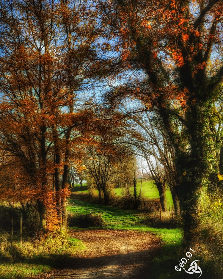 Automne en Bresse