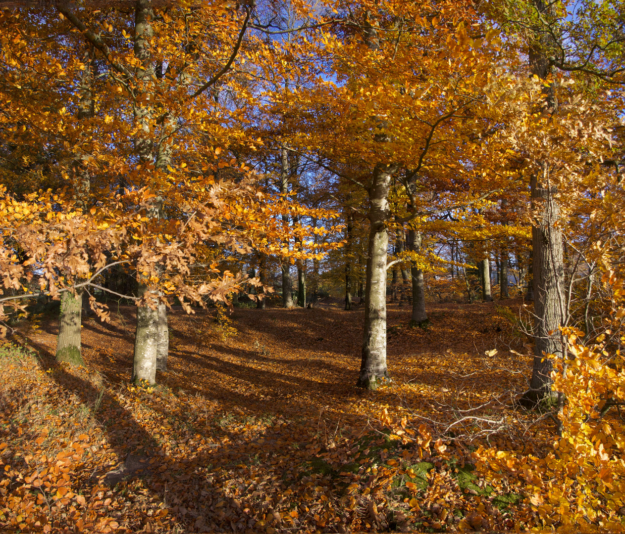 AUTOMNE EN BRETAGNE