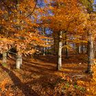 AUTOMNE EN BRETAGNE