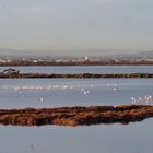 Automne en Camargue .... (1)