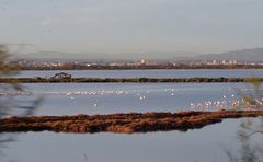 Automne en Camargue .... (1)