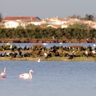 Automne en Camargue .... (2)