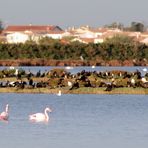 Automne en Camargue .... (2)