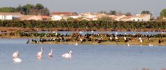 Automne en Camargue .... (2)