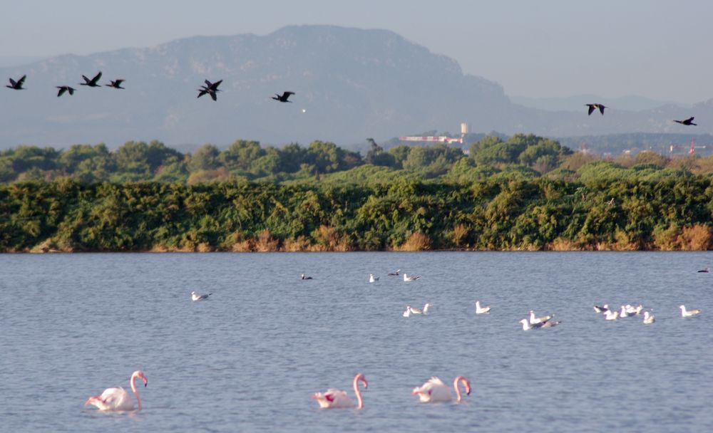 Automne en Camargue .... (3)