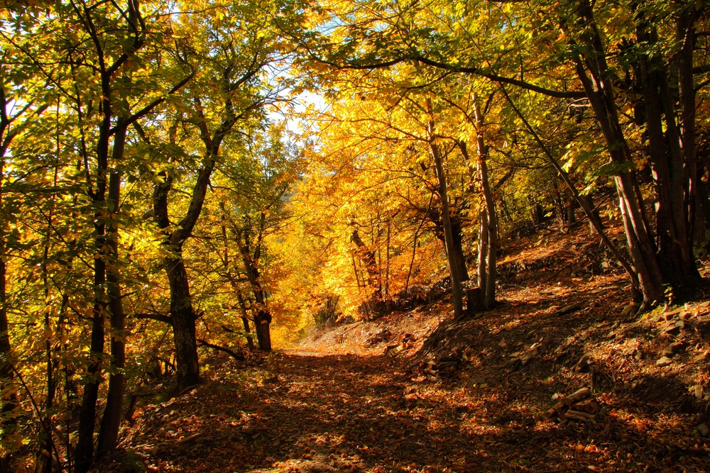 Automne en cevennes