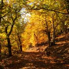 Automne en cevennes