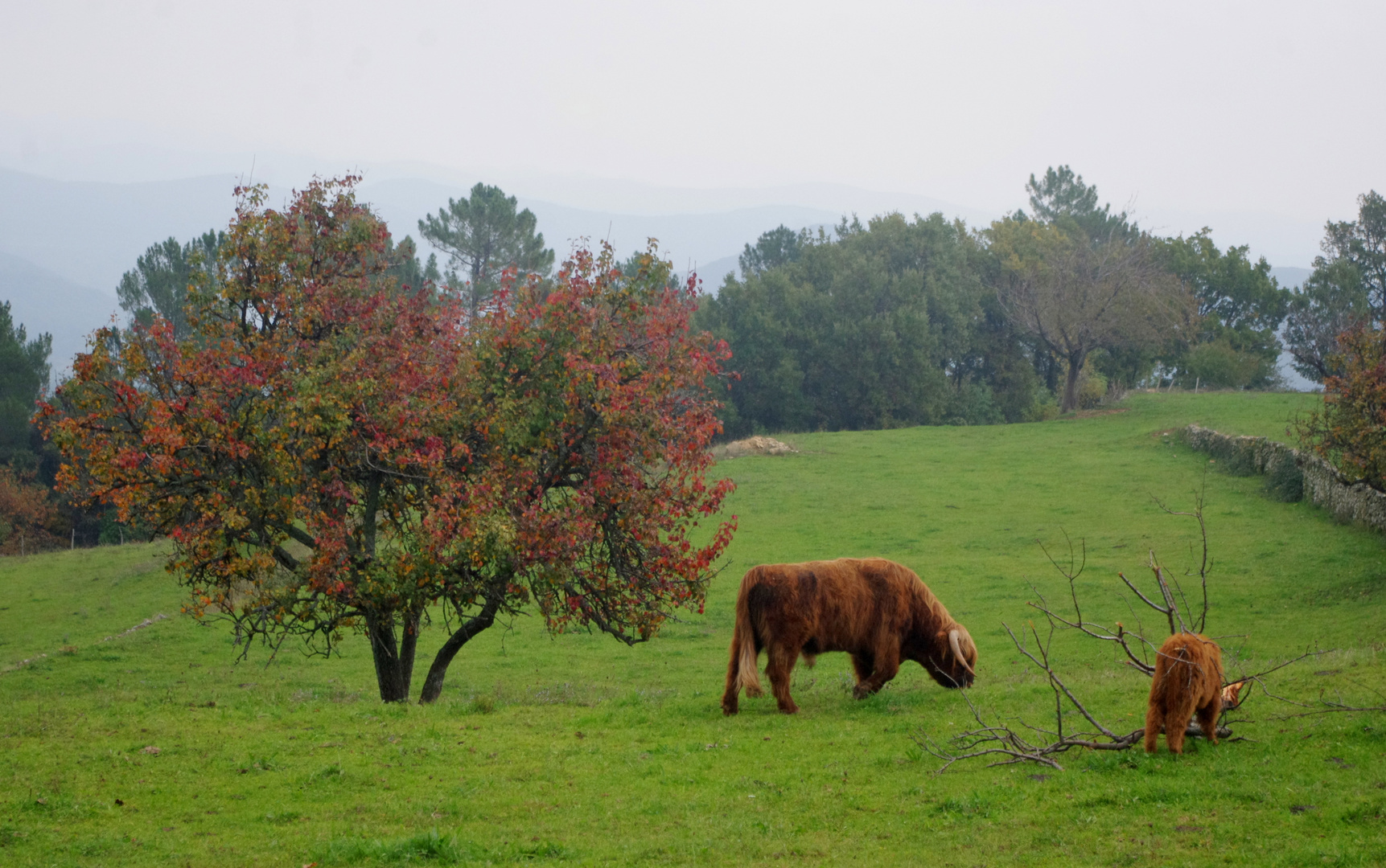 Automne en Cévennes ..... 3