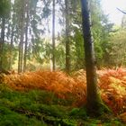 Automne en Corrèze