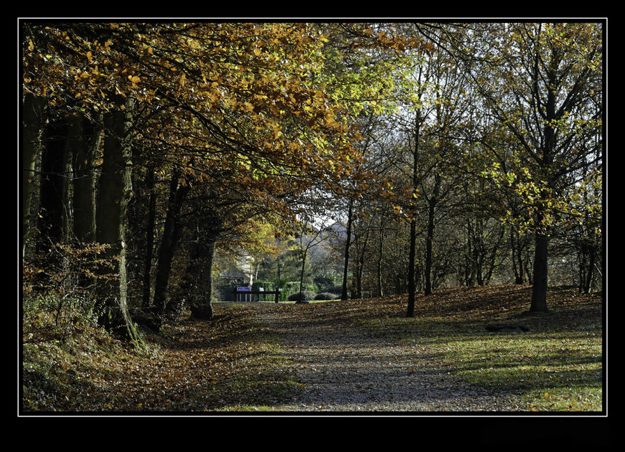 Automne en foret